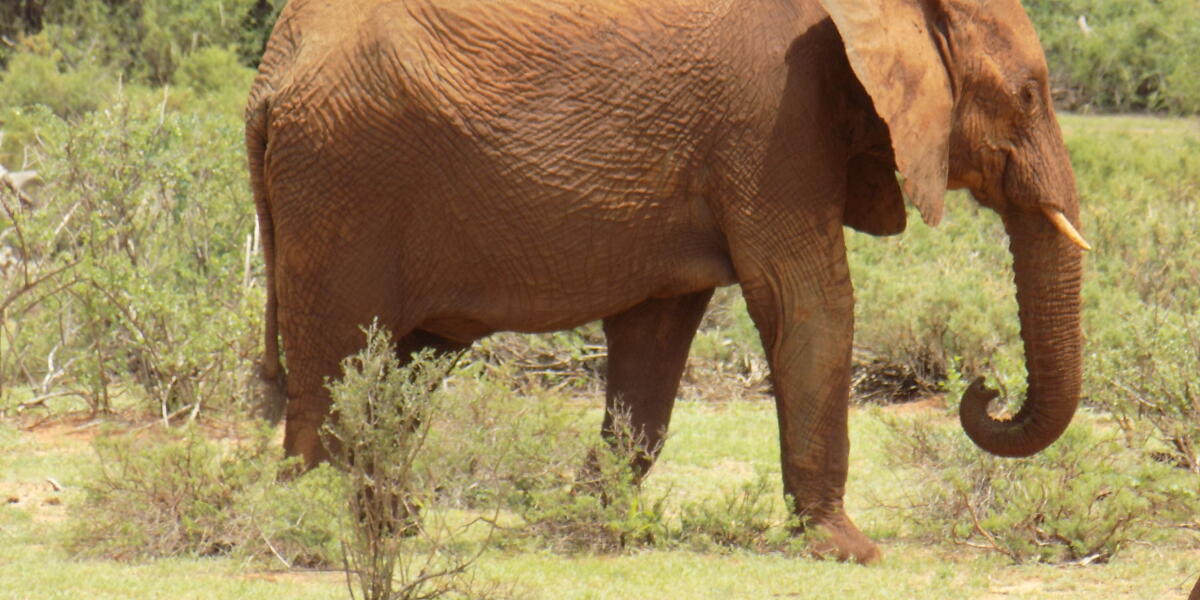 Elephant