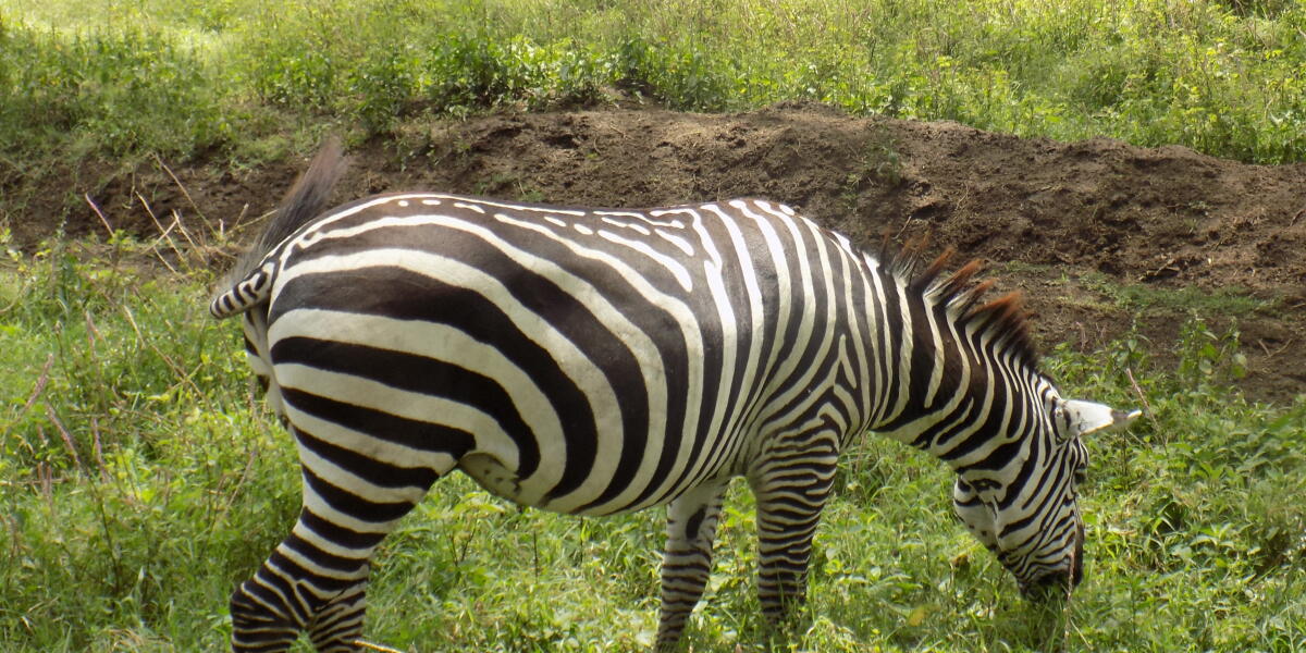 Zebra