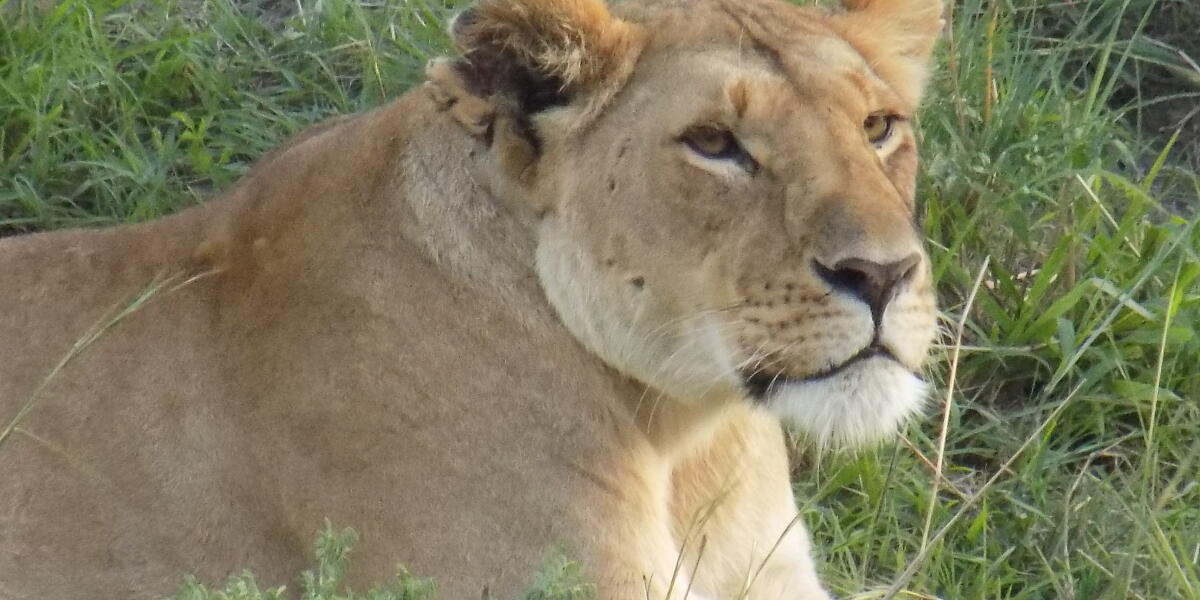 Lion