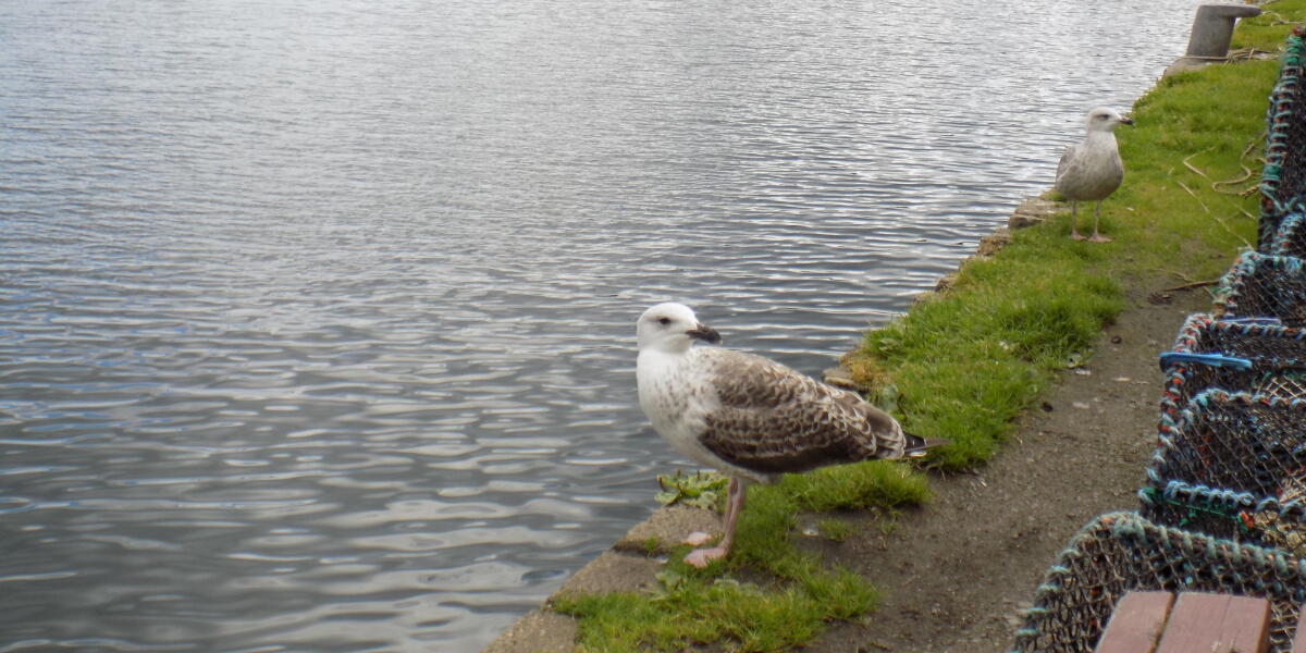Seagull